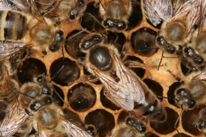 Bienenkönigin - Weisel